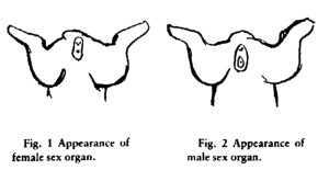 Sexing Rabbits